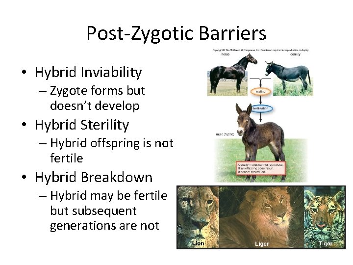 Post-Zygotic Barriers • Hybrid Inviability – Zygote forms but doesn’t develop • Hybrid Sterility