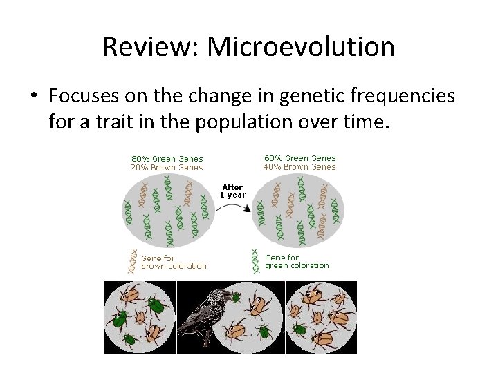Review: Microevolution • Focuses on the change in genetic frequencies for a trait in