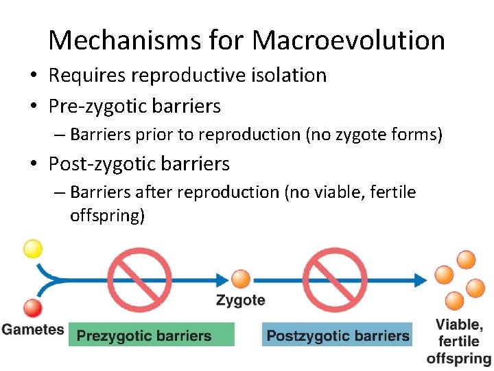 Mechanisms for Macroevolution • Requires reproductive isolation • Pre-zygotic barriers – Barriers prior to