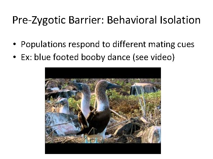 Pre-Zygotic Barrier: Behavioral Isolation • Populations respond to different mating cues • Ex: blue