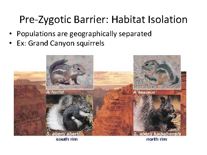 Pre-Zygotic Barrier: Habitat Isolation • Populations are geographically separated • Ex: Grand Canyon squirrels