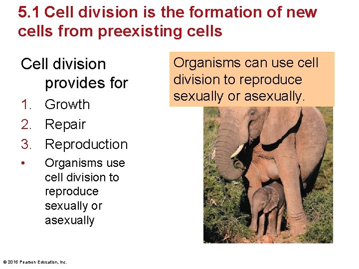 Chapter 5 Chromosomes and Inheritance Lecture Presentation by