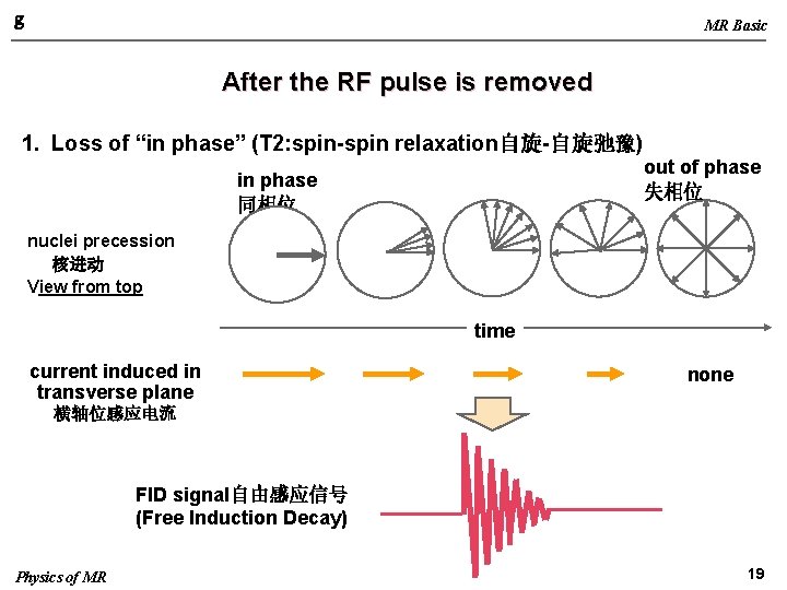 g MR Basic After the RF pulse is removed 1. Loss of “in phase”