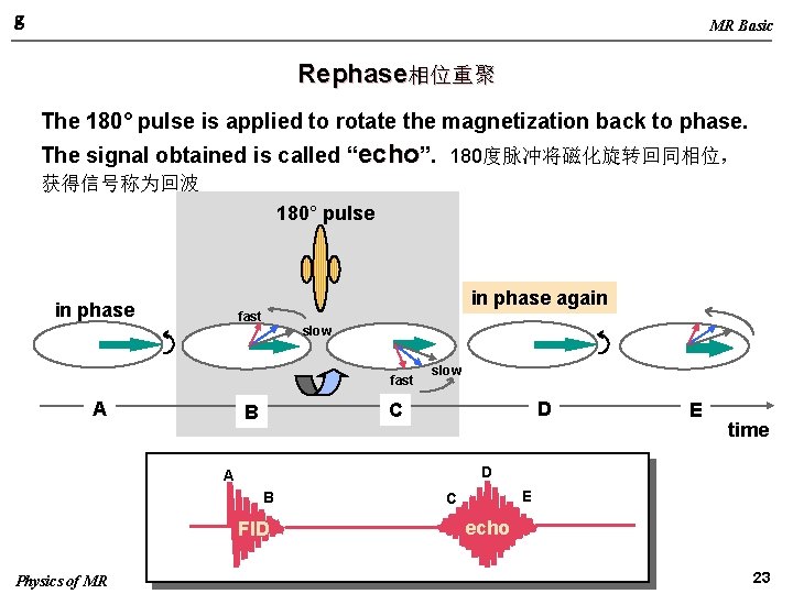 g MR Basic Rephase相位重聚 The 180° pulse is applied to rotate the magnetization back
