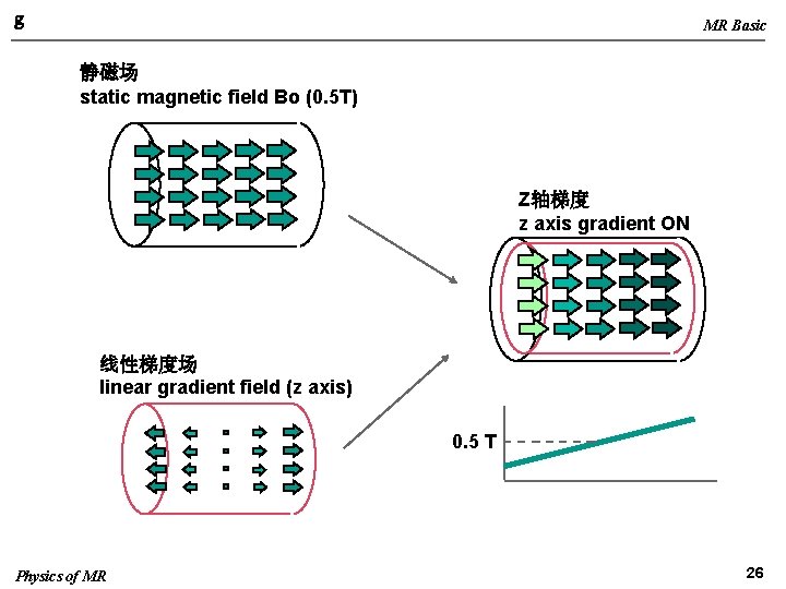 g MR Basic 静磁场 static magnetic field Bo (0. 5 T) Z轴梯度 z axis