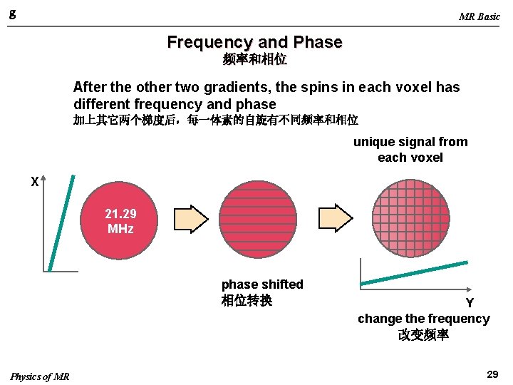 g MR Basic Frequency and Phase 频率和相位 After the other two gradients, the spins