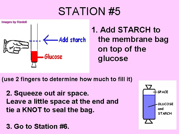 STATION #5 Images by Riedell 1. Add STARCH to the membrane bag on top
