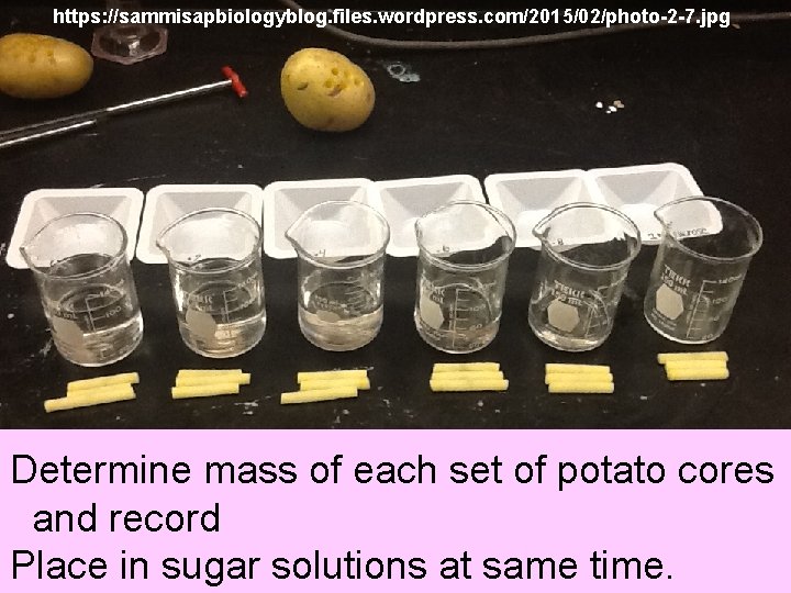 https: //sammisapbiologyblog. files. wordpress. com/2015/02/photo-2 -7. jpg Determine mass of each set of potato