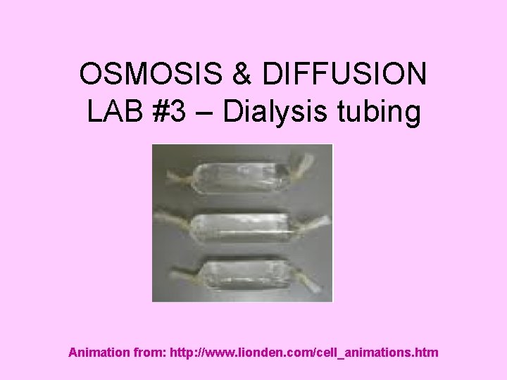 OSMOSIS & DIFFUSION LAB #3 – Dialysis tubing Animation from: http: //www. lionden. com/cell_animations.