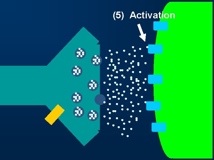 (5) Activation 