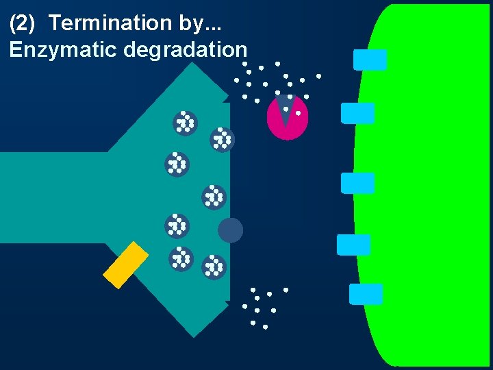 (2) Termination by. . . Enzymatic degradation 