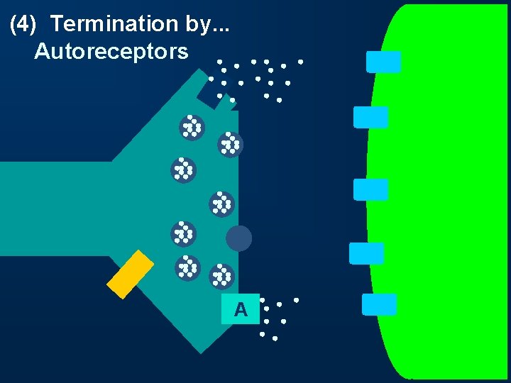 (4) Termination by. . . Autoreceptors A 