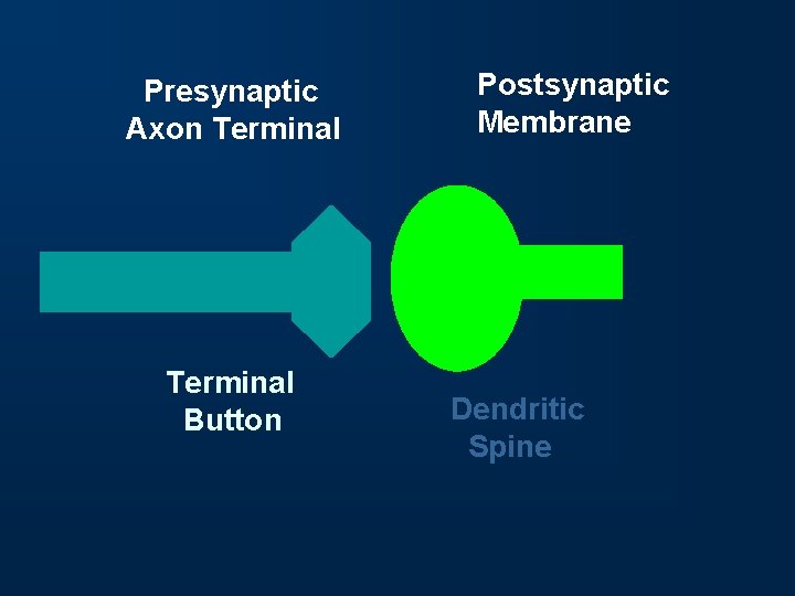 Presynaptic Axon Terminal Button Postsynaptic Membrane Dendritic Spine 