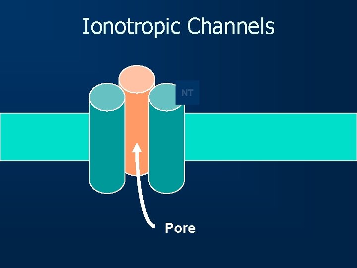 Ionotropic Channels NT Pore 