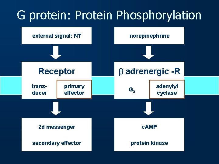 G protein: Protein Phosphorylation external signal: NT nt norepinephrine Receptor b adrenergic -R transducer