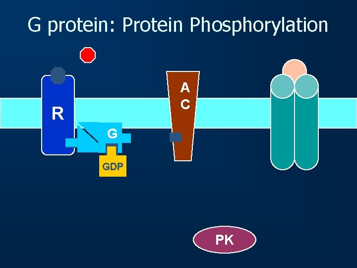 G protein: Protein Phosphorylation A C R G GDP PK 