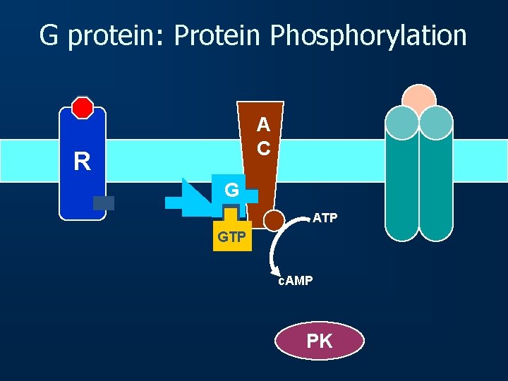 G protein: Protein Phosphorylation A C R G ATP GTP c. AMP PK 