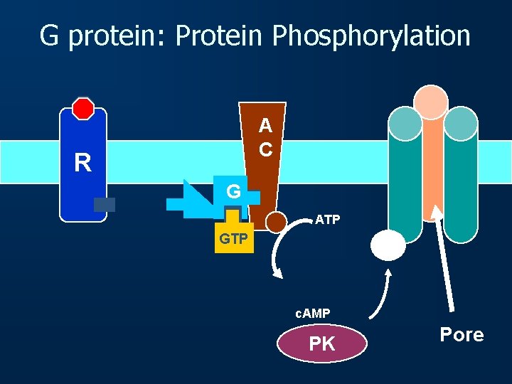 G protein: Protein Phosphorylation A C R G ATP GTP P c. AMP PK