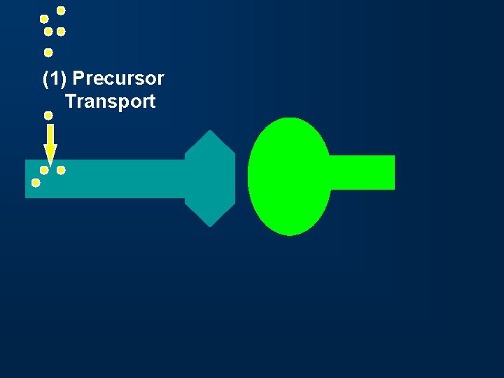 (1) Precursor Transport 