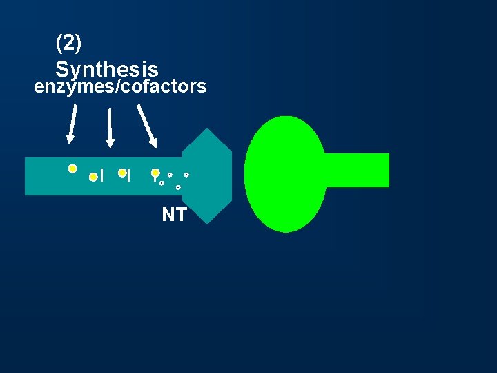 (2) Synthesis _ _ _ enzymes/cofactors NT 