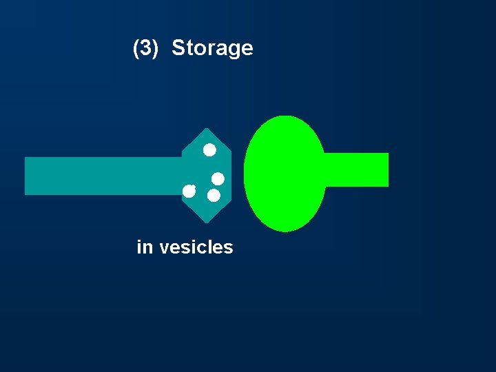 (3) Storage in vesicles 