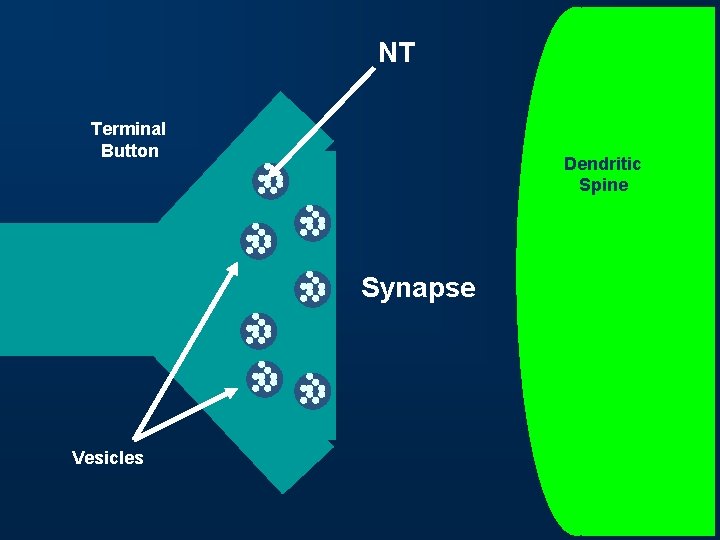 NT Terminal Button Dendritic Spine Synapse Vesicles 