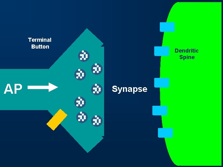 Terminal Button AP Dendritic Spine Synapse 