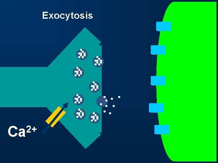 Exocytosis 2+ Ca 
