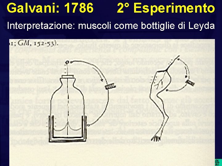 Galvani: 1786 2° Esperimento Interpretazione: muscoli come bottiglie di Leyda 