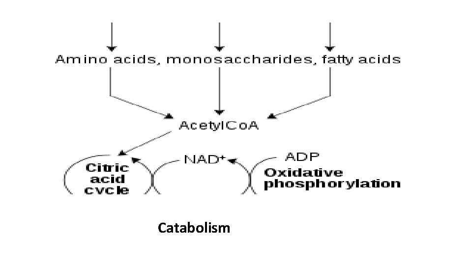 Catabolism 