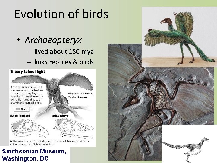 Evolution of birds • Archaeopteryx – lived about 150 mya – links reptiles &