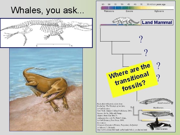Whales, you ask. . . Land Mammal ? ? e h t re a