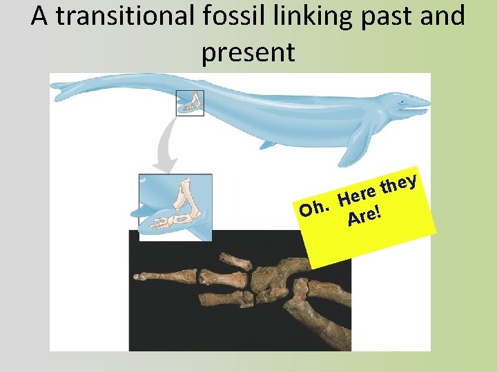 A transitional fossil linking past and present ey h t re e H Oh.