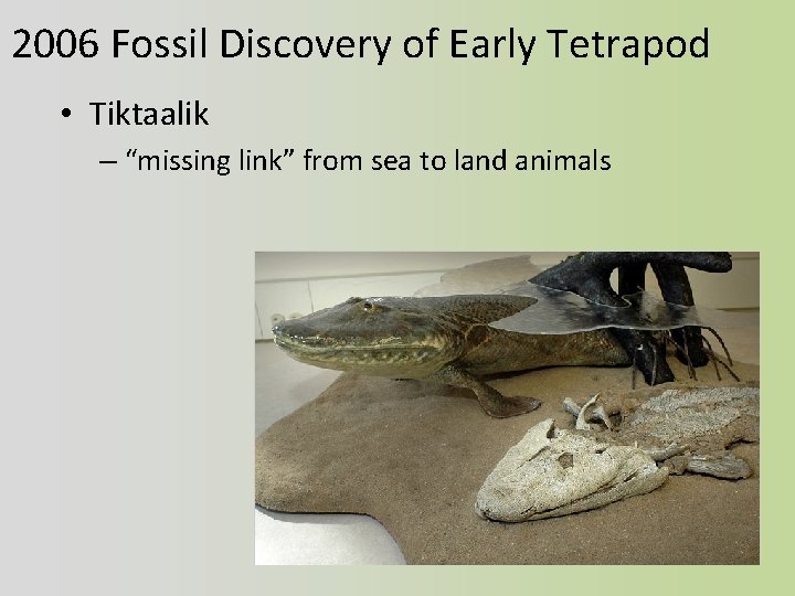 2006 Fossil Discovery of Early Tetrapod • Tiktaalik – “missing link” from sea to