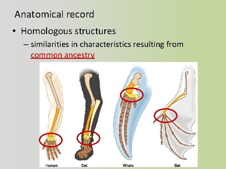 Anatomical record • Homologous structures – similarities in characteristics resulting from common ancestry 