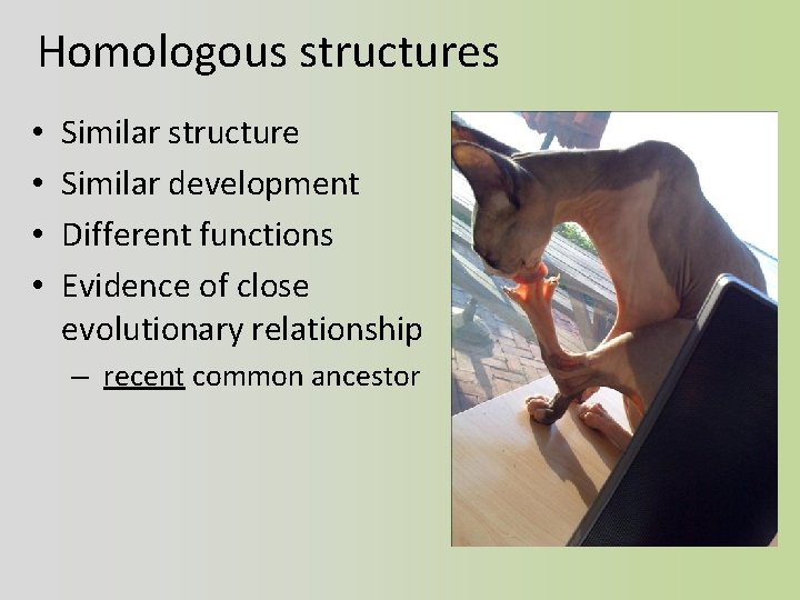 Homologous structures • • Similar structure Similar development Different functions Evidence of close evolutionary