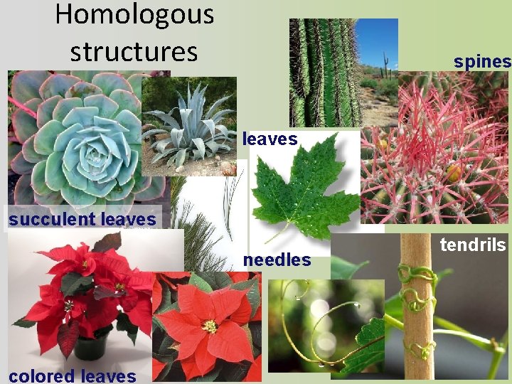 Homologous structures spines leaves succulent leaves needles colored leaves tendrils 
