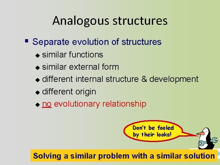 Analogous structures § Separate evolution of structures similar functions u similar external form u