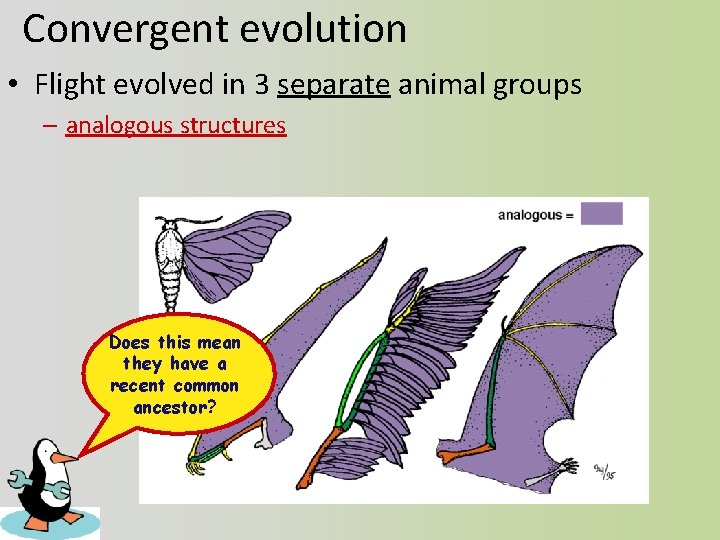 Convergent evolution • Flight evolved in 3 separate animal groups – analogous structures Does