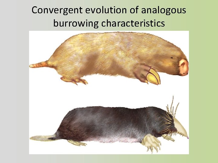 Convergent evolution of analogous burrowing characteristics 