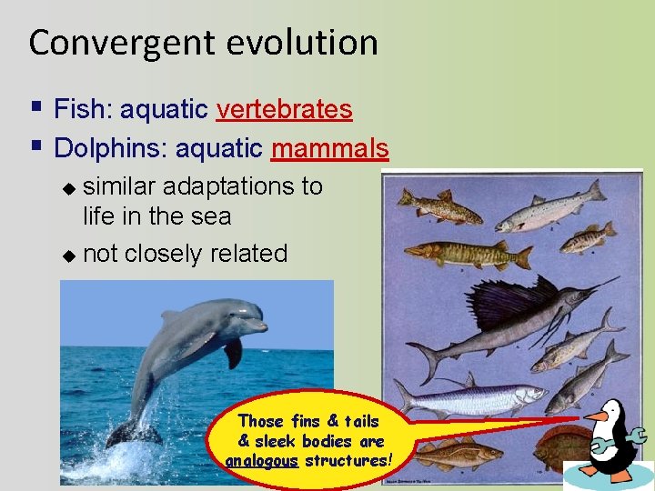 Convergent evolution § Fish: aquatic vertebrates § Dolphins: aquatic mammals similar adaptations to life