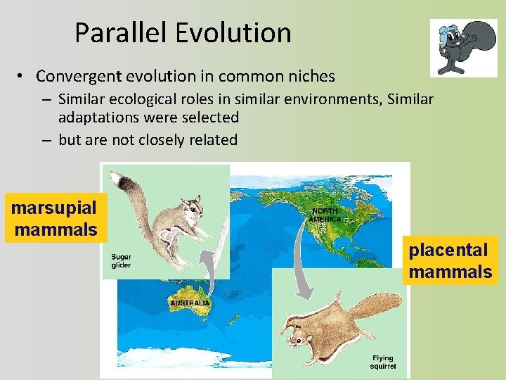 Parallel Evolution • Convergent evolution in common niches – Similar ecological roles in similar
