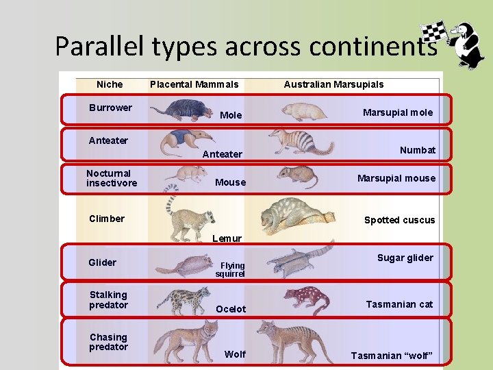 Parallel types across continents Niche Burrower Placental Mammals Mole Marsupial mole Anteater Numbat Anteater