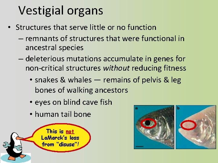 Vestigial organs • Structures that serve little or no function – remnants of structures
