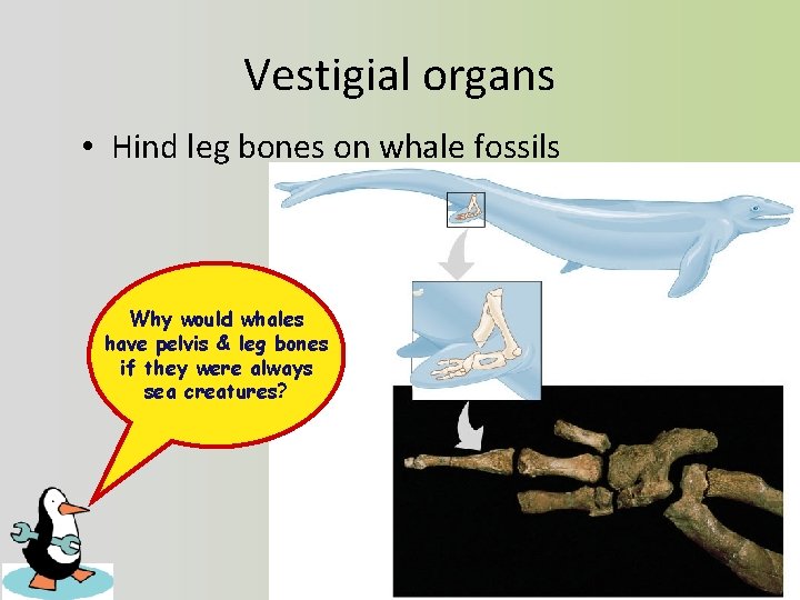 Vestigial organs • Hind leg bones on whale fossils Why would whales have pelvis