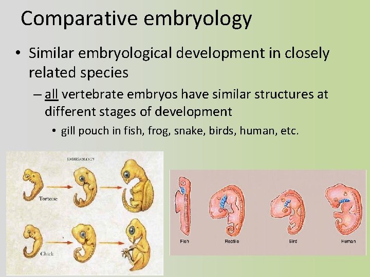 Comparative embryology • Similar embryological development in closely related species – all vertebrate embryos