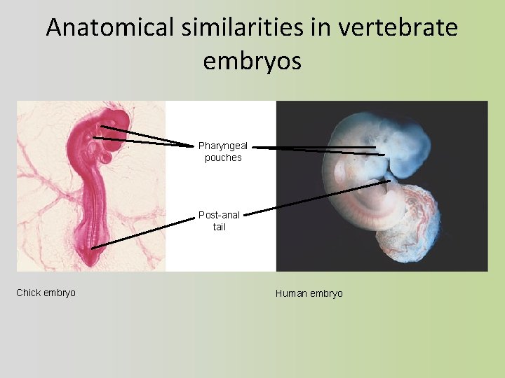 Anatomical similarities in vertebrate embryos Pharyngeal pouches Post-anal tail Chick embryo Human embryo 