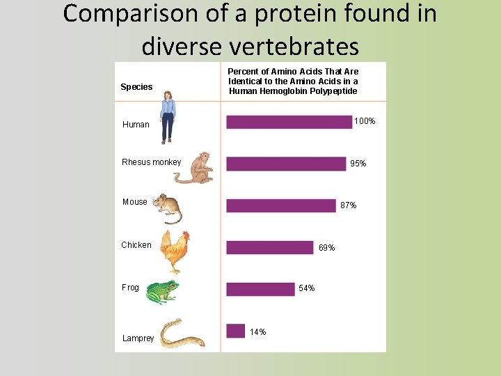 Comparison of a protein found in diverse vertebrates Species Percent of Amino Acids That