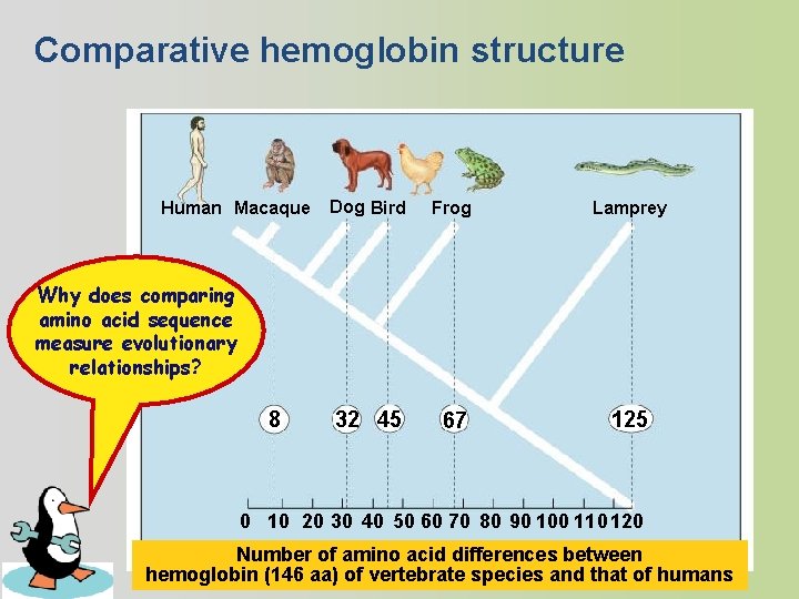 Comparative hemoglobin structure Human Macaque Dog Bird Frog Lamprey 32 45 67 125 Why