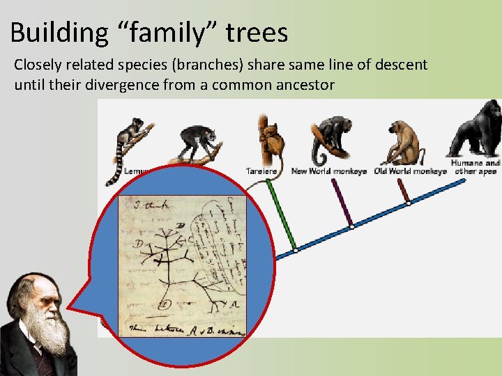 Building “family” trees Closely related species (branches) share same line of descent until their